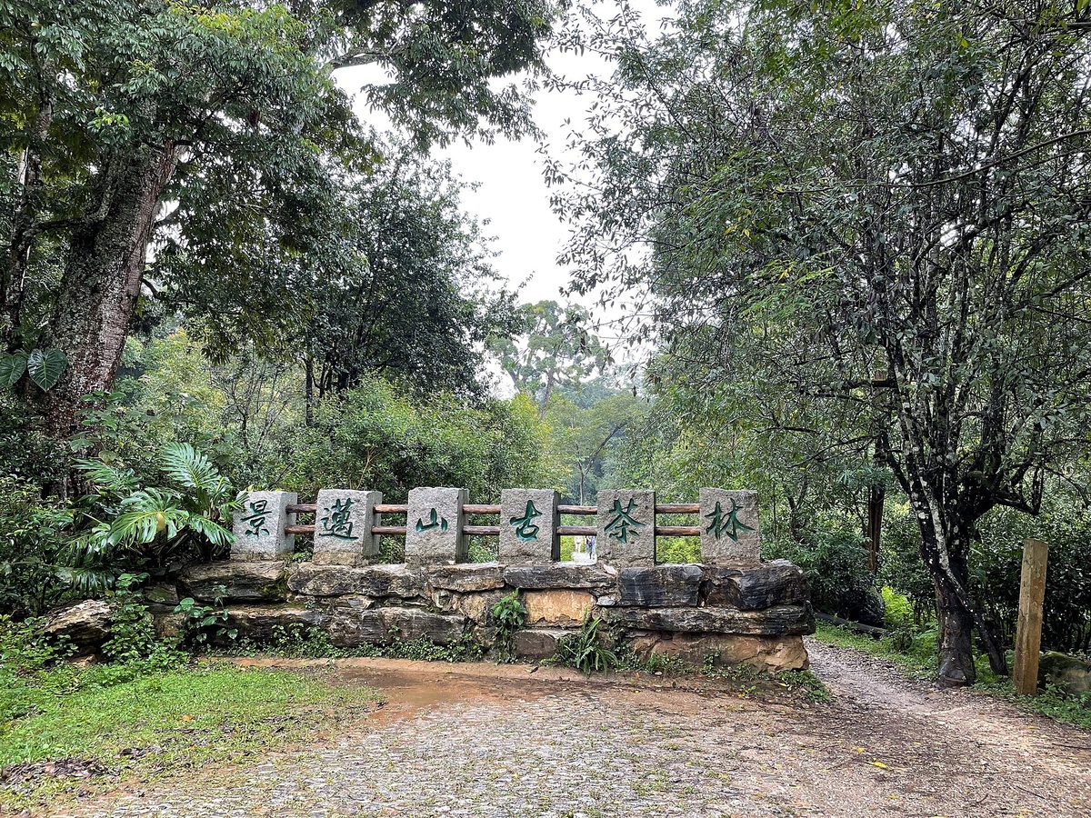 Jingmai Sheng tea — loose leaves