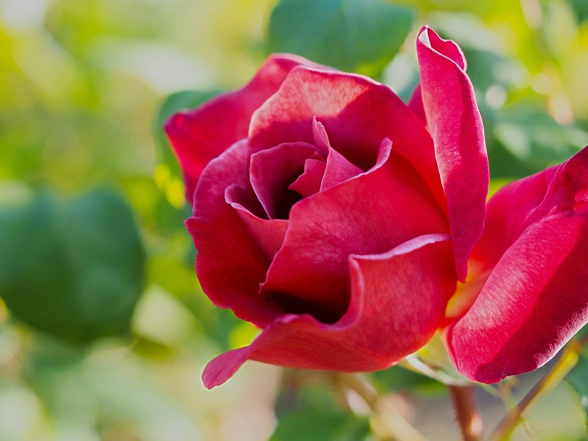 Rose Black tea — loose leaves